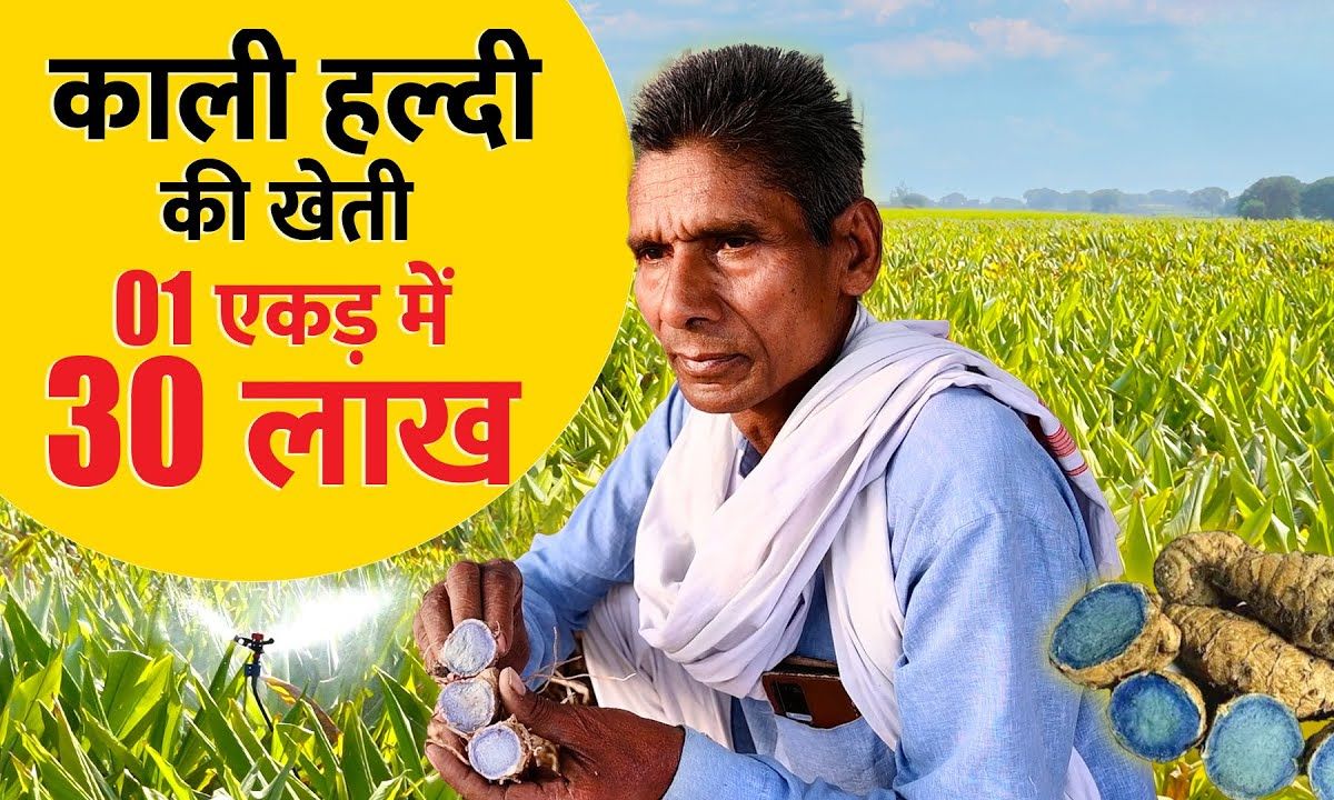 Kaali Haldi Ki Kheti 2