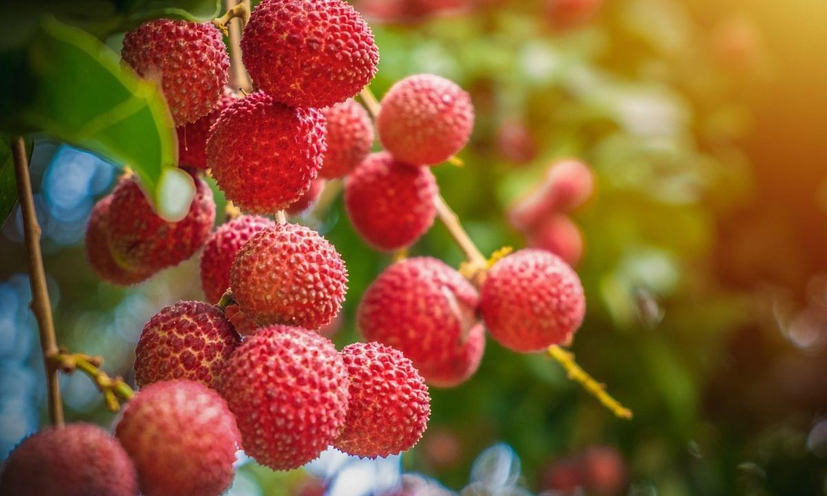 Litchi Farming