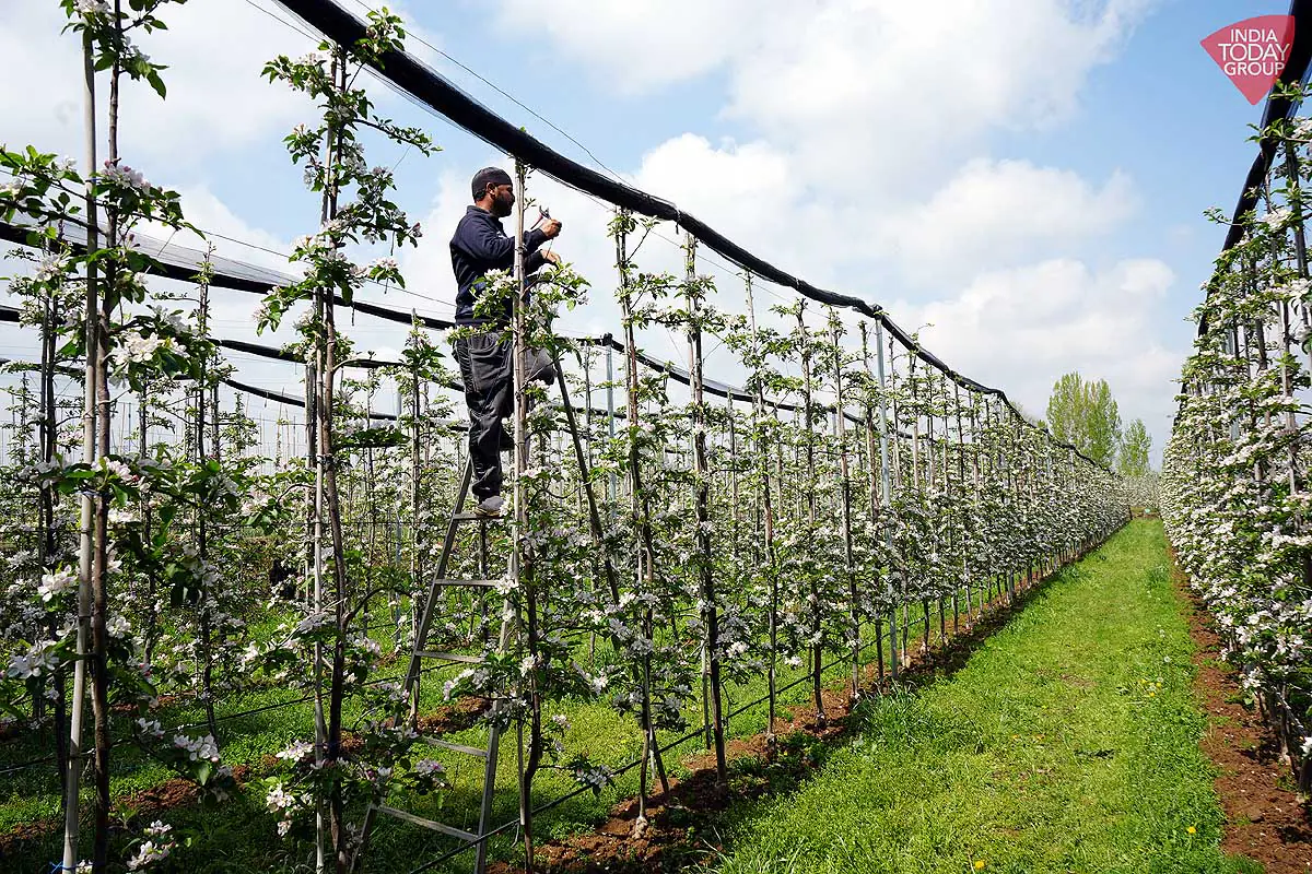 कश्मीर की सेब क्रांति: